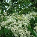 Cornus paucinervis fleur P1C (2)